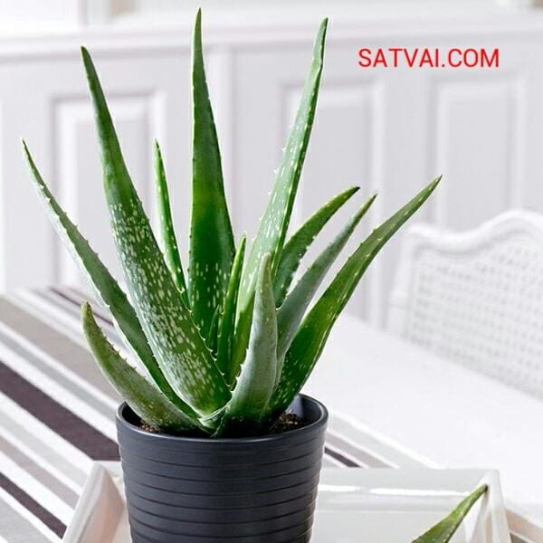 Aloevera Plants