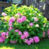 Pink Hydrangea Plants