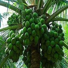 Sri Lanka coconut tree