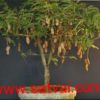 Sweet Tamarind Tree Hybrid
