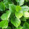 betel-leaf