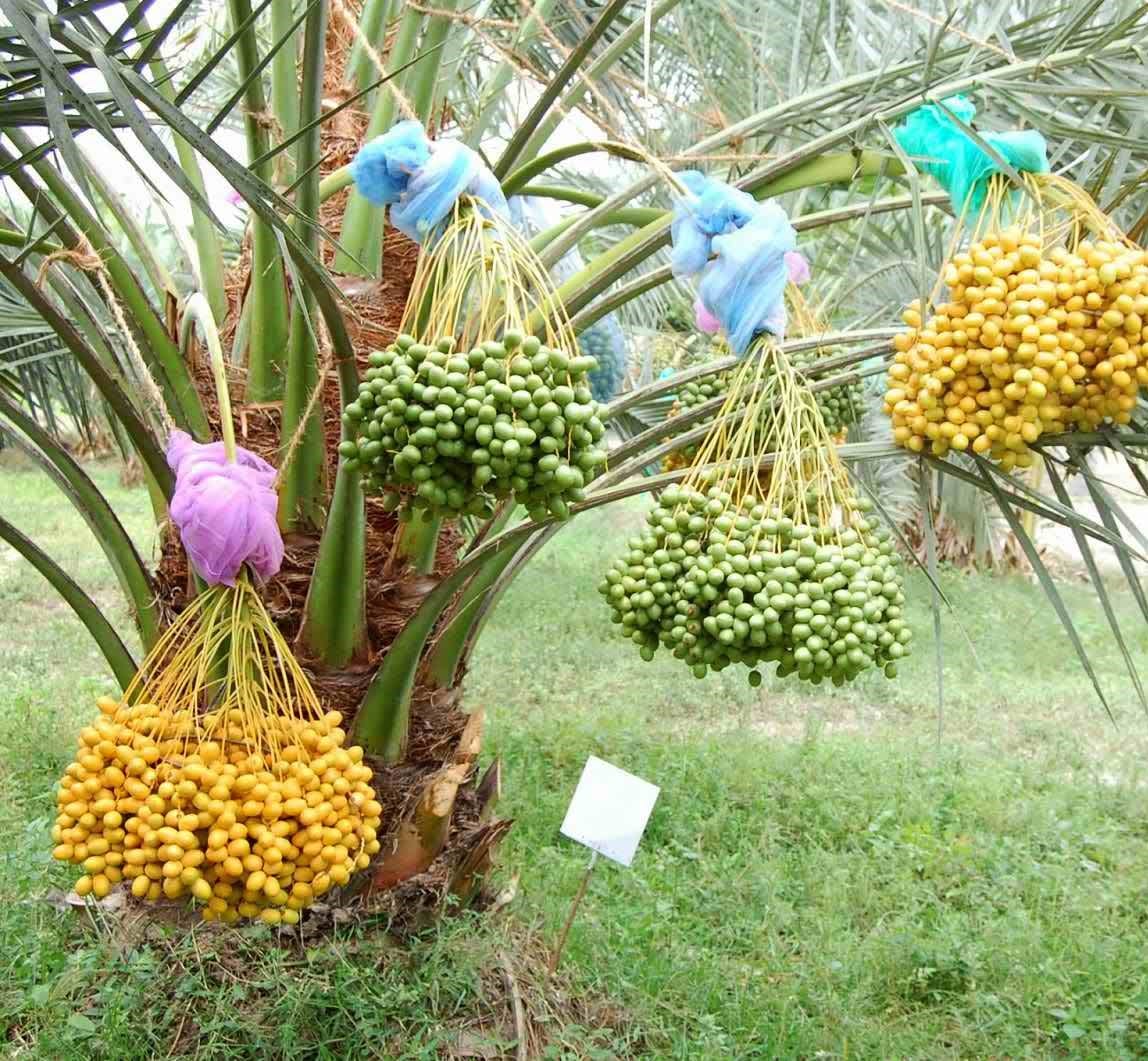 Khajur Fruit Plant Arabic Date Palm Home Delivery All Bangladesh
