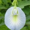 White Oparijita Plant