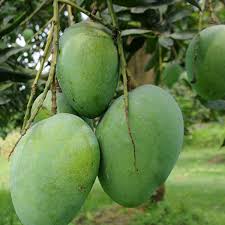 himsagar mango tree