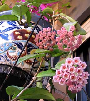 hoya flower plant