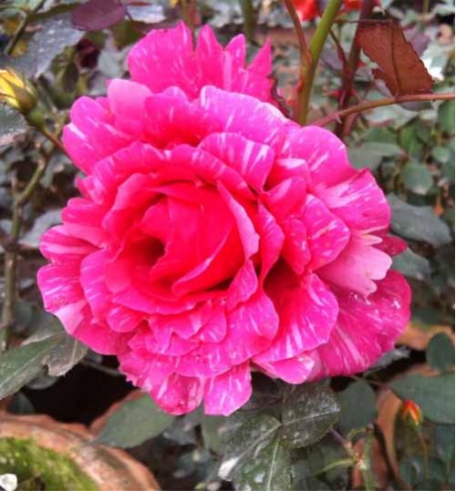 Tajmohol Rose Plant