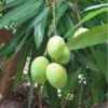 thai katchamitha mango plant