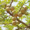 Thai Bael Fruit Tree