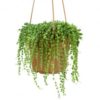 Hanging Basket Plant