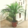 phonix palm