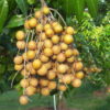 longan fruit
