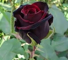 black rose plant