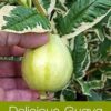 variegated guava