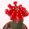 Red Grafted Moon Cactus