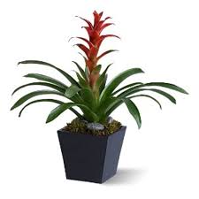 Bromeliad orchid