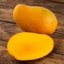 Three Test Mango Tree Plant