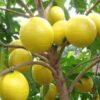 Abiu Fruit