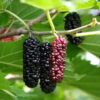 long mulberry