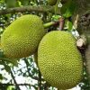 Seedless Jackfruit Plant