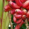 Ognishor Banana Plant