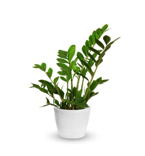 zz plant