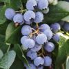 blueberry fruit plant