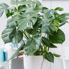 monstera indoor plant