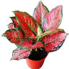 Red Aglonema Indoor Plant