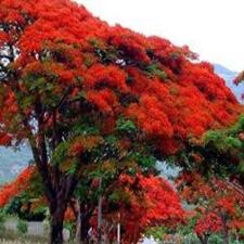 krishnachura flower tree