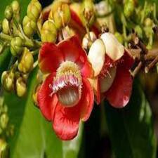 nageshwar flower tree