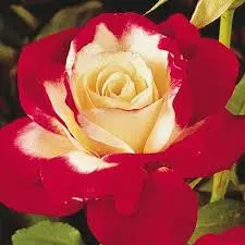 Double Delight Rose Plant